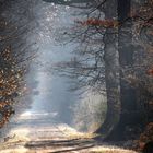 " Matin en forêt "