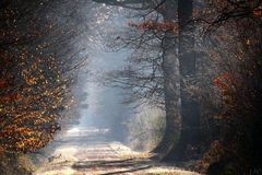 " Matin en forêt "