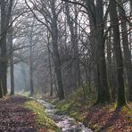 " Matin en forêt "