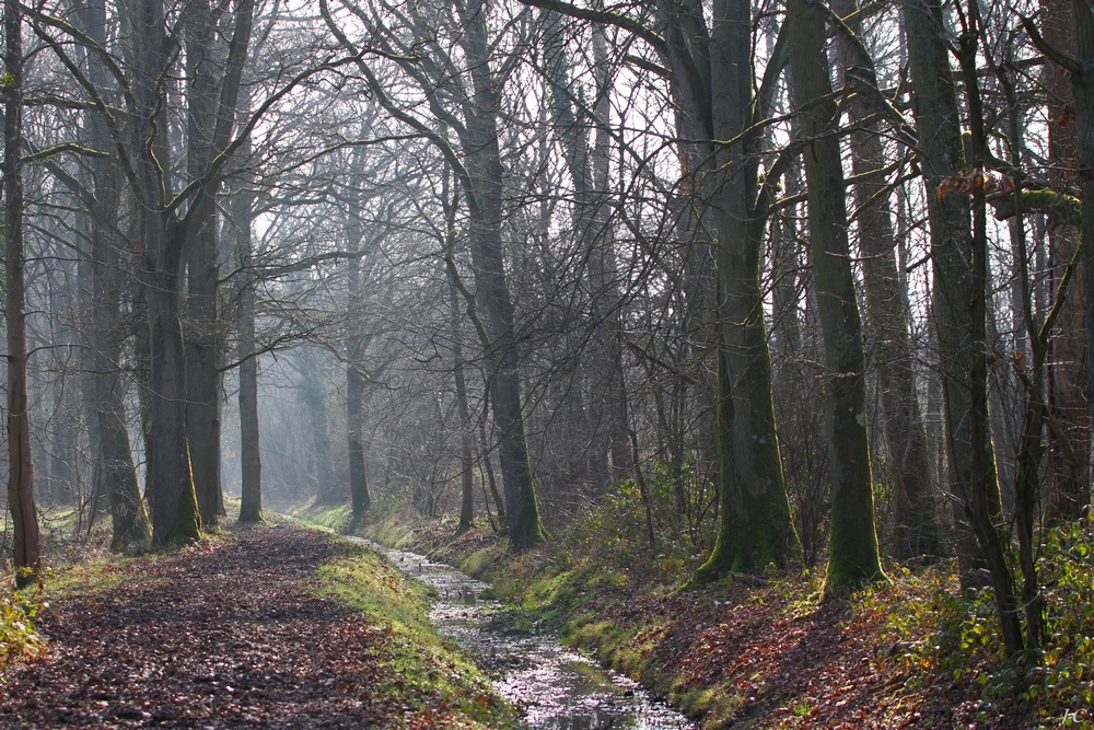 " Matin en forêt "