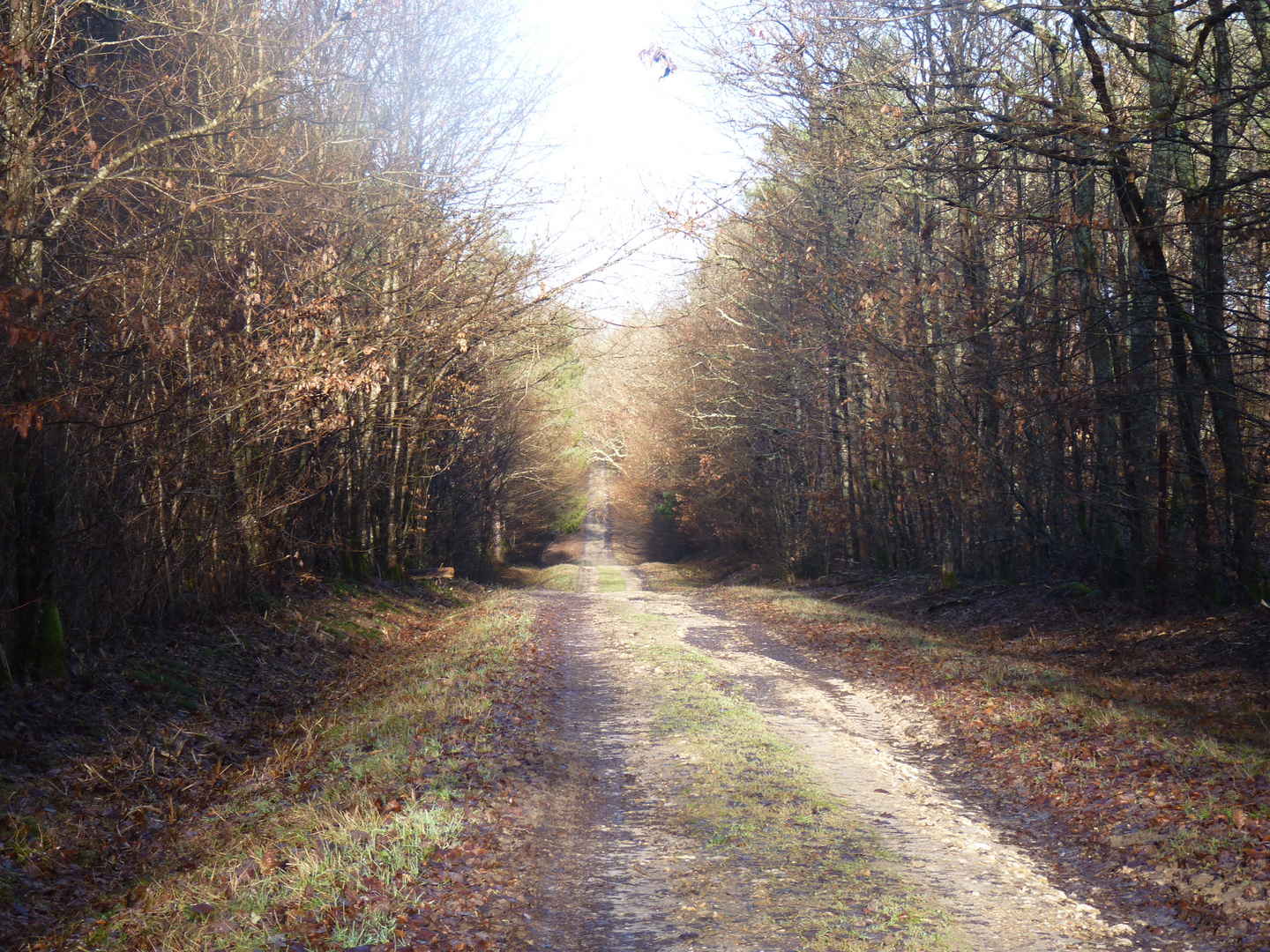 matin en forêt