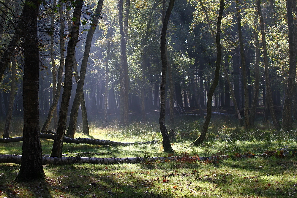 " Matin en forêt "