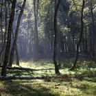 " Matin en forêt "