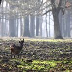 Matin en forêt.