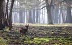 Matin en forêt. de Jean COLLETTE 