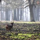 Matin en forêt.