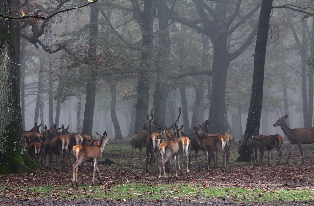 " Matin en forêt "