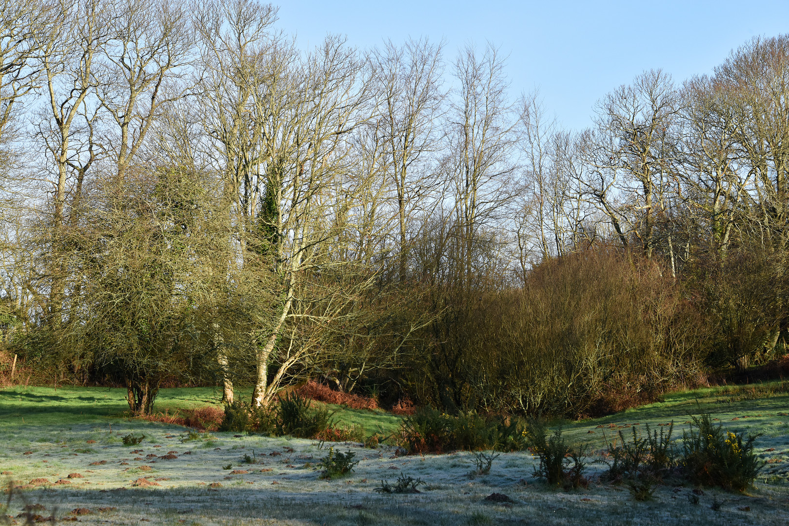 Matin givré sur la prairie sauvage02