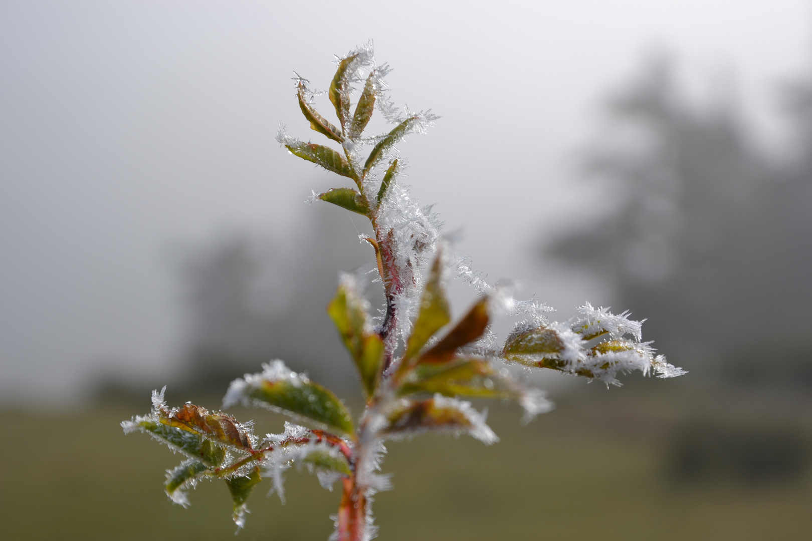 Matin glacé