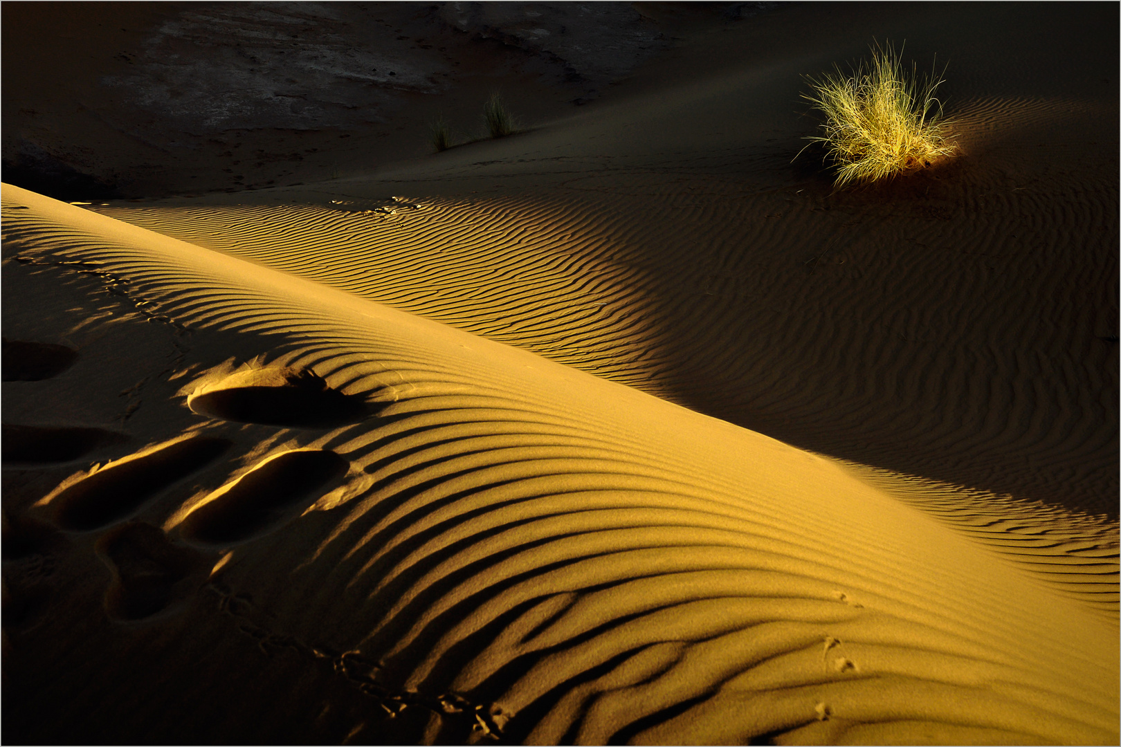 Matin sur la dune