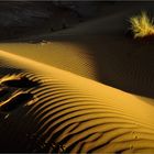 Matin sur la dune