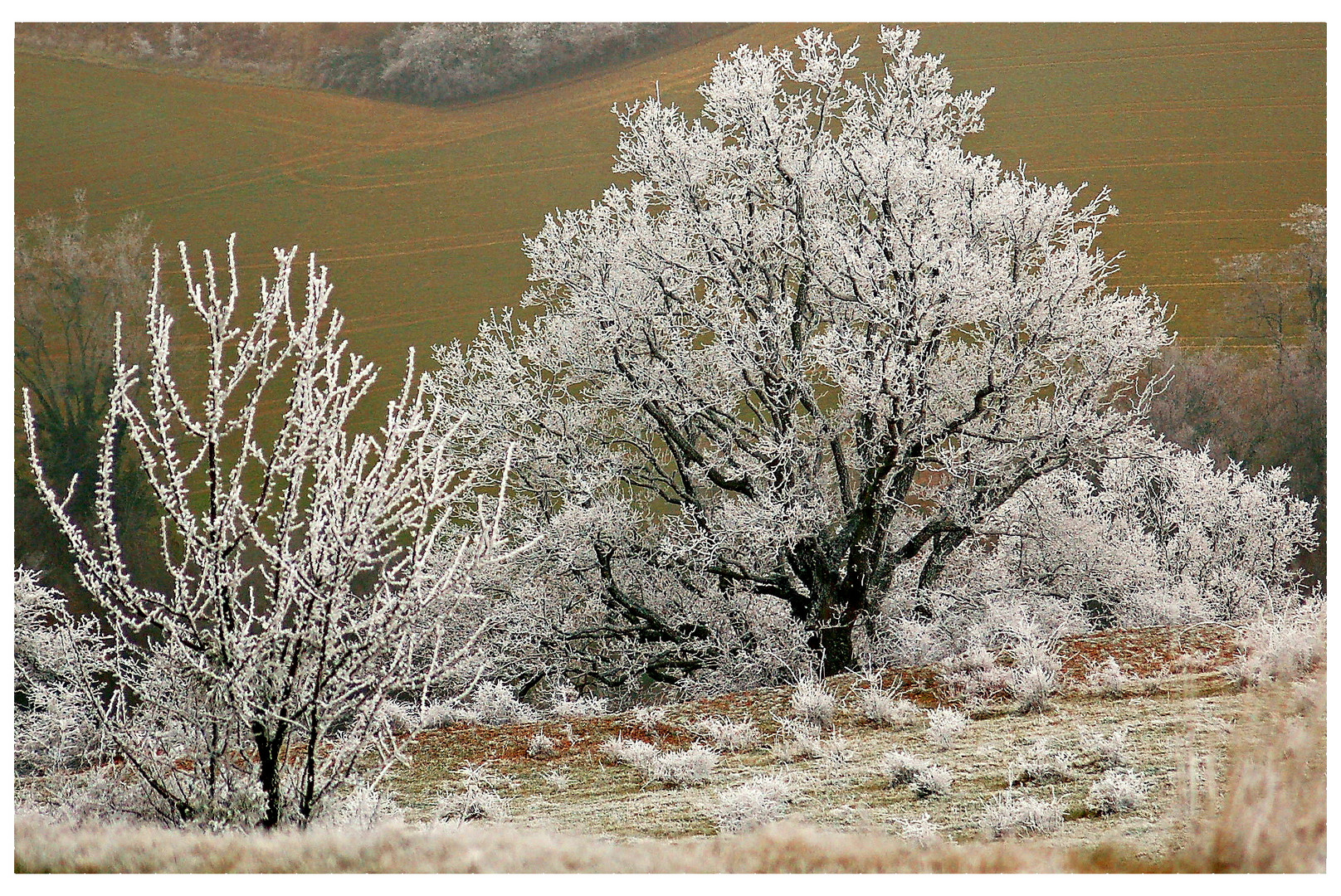 ...................MATINAL....BLANCHEUR...............