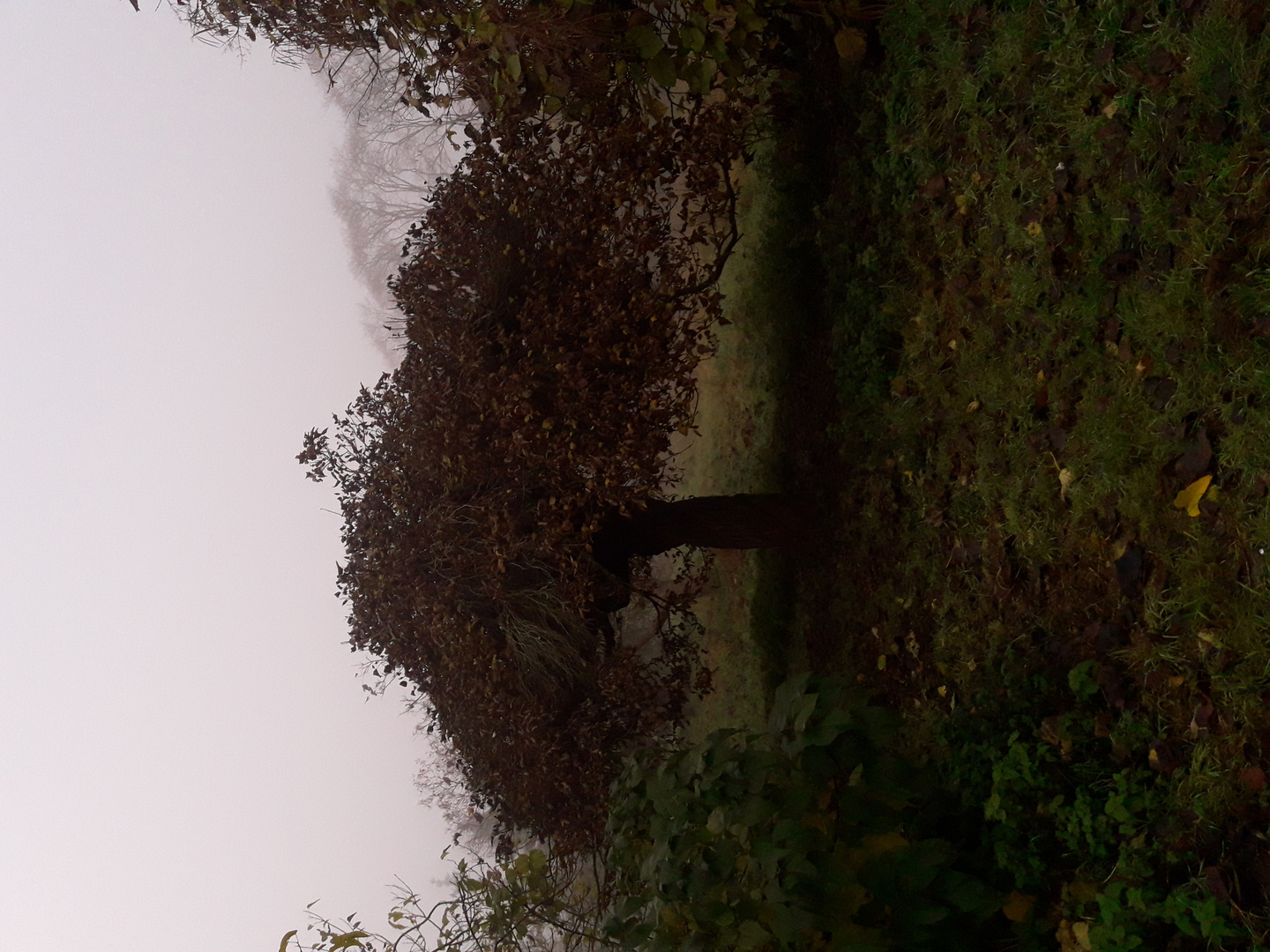 Matinée à  l'arboretum de Paris.