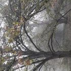 Matinée à  l'arboretum de Paris.