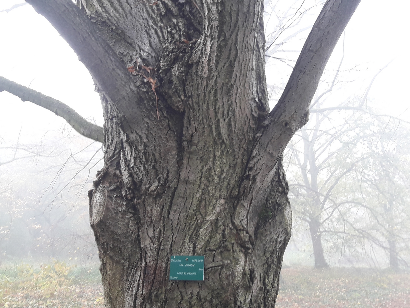 Matinée à  l'arboretum de Paris.