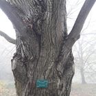 Matinée à  l'arboretum de Paris.