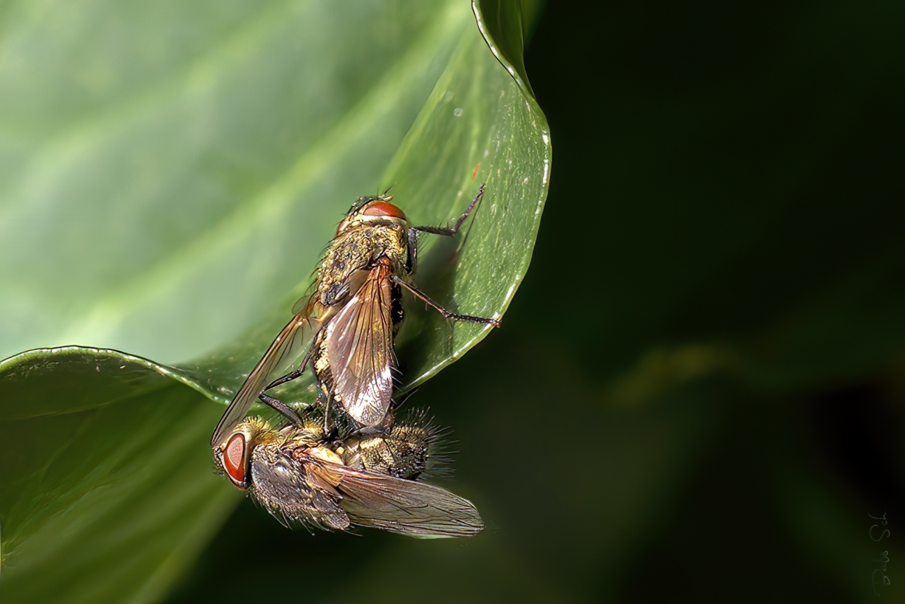 Mating