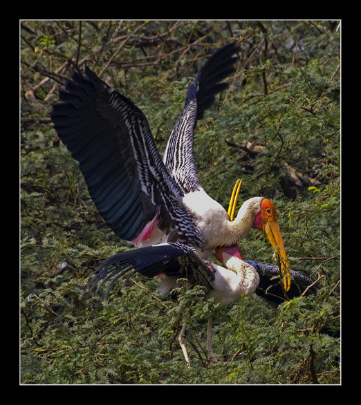 Mating