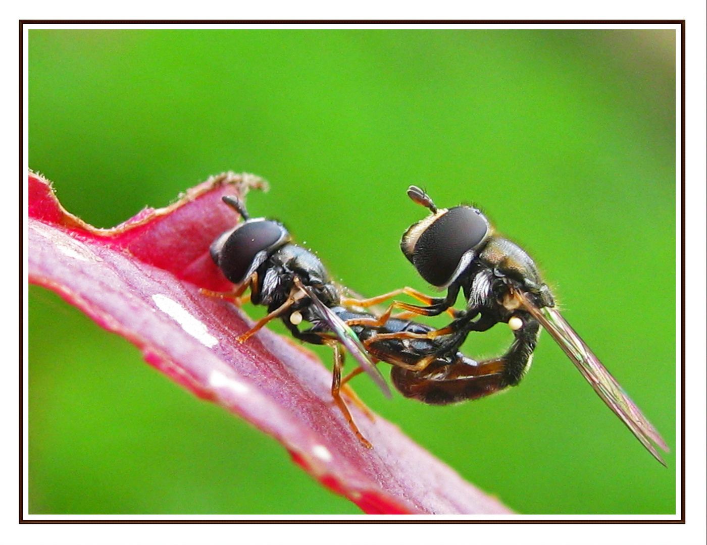 mating