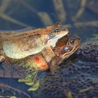 Mating between the frogspawn.....