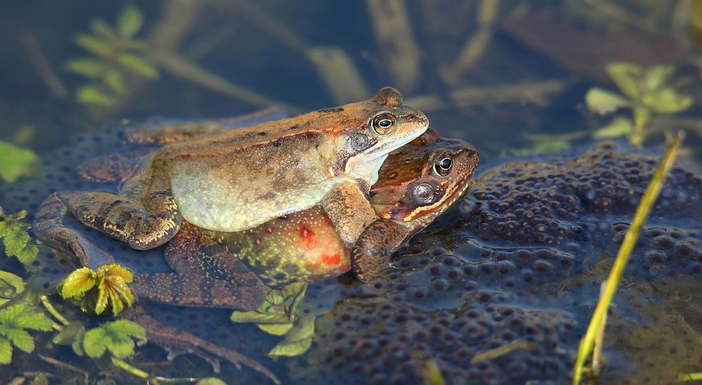 Mating between the frogspawn.....