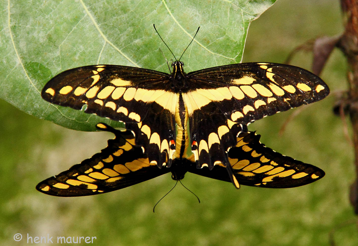 mating butterflies