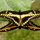 mating butterflies