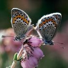 Mating couple of Idas Blue or Plebejus idas