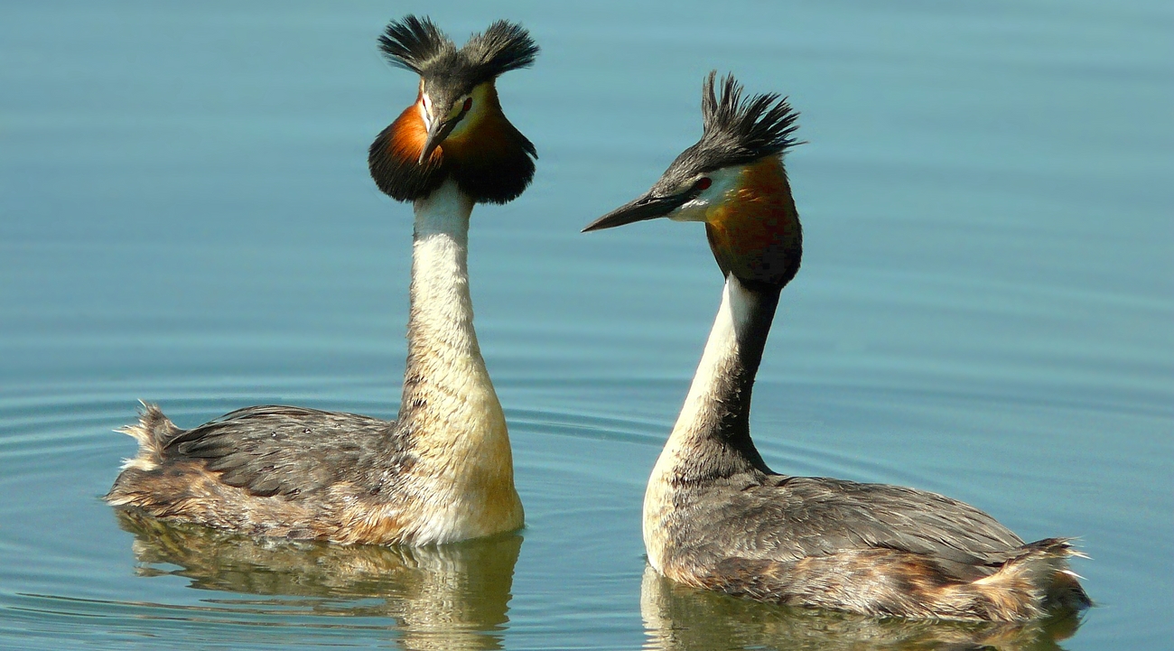 Mating dance