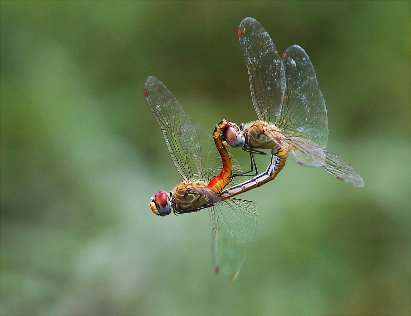 Mating dragonflies