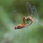 Mating dragonflies