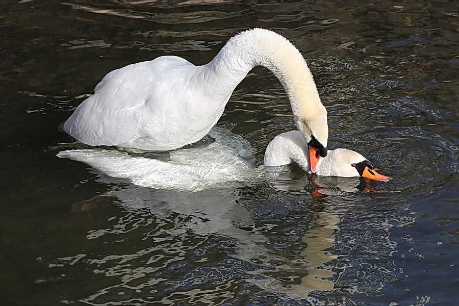 Mating