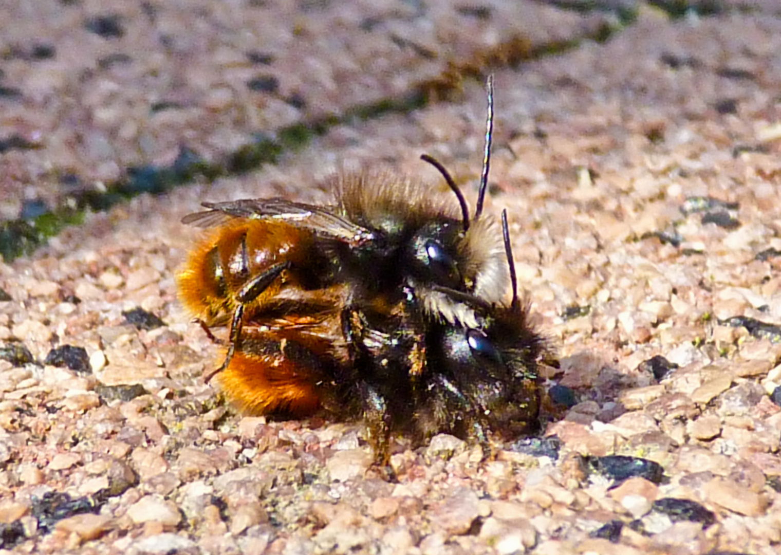 Mating Hornfaced Bees