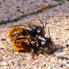 Mating Hornfaced Bees