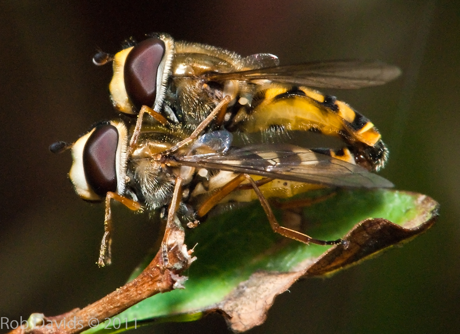 Mating Hoverfly's