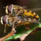 Mating Hoverfly's