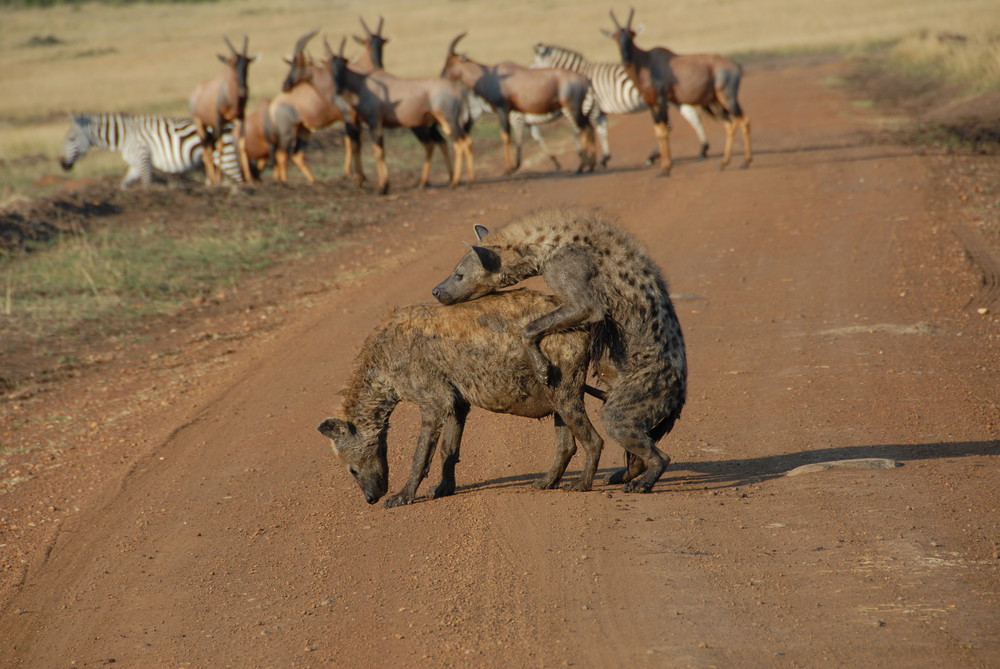 Mating hyenas - Kenia 08/2007 Foto & Bild | tiere, wildlife, säugetiere