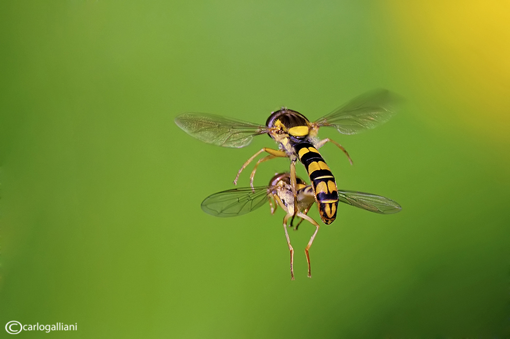 Mating in flight