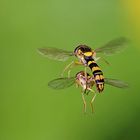 Mating in flight