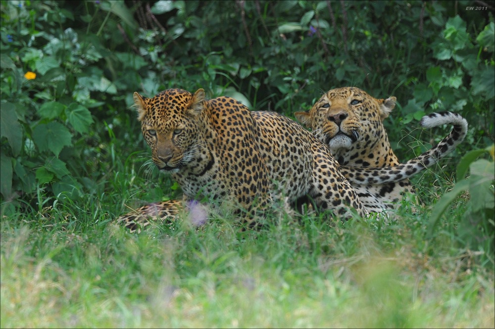 Mating Leopards