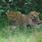 Mating Leopards