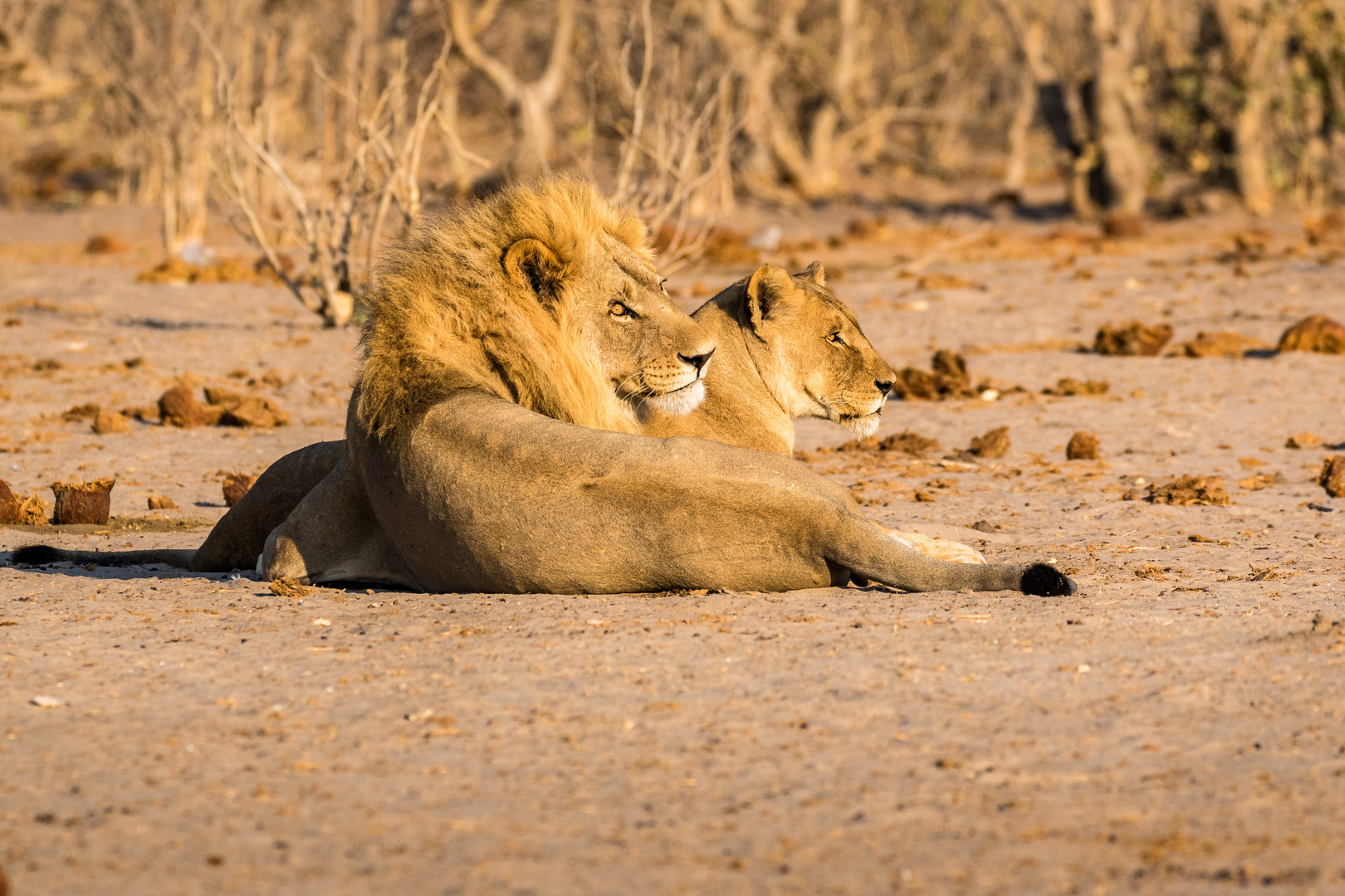 Mating Lions II