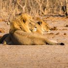 Mating Lions II