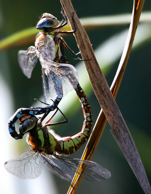 Mating Migrant Hawkers 