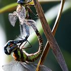 Mating Migrant Hawkers 