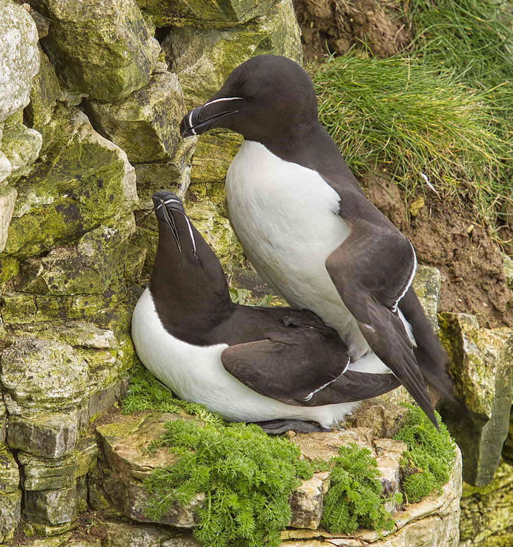 Mating Razorbills