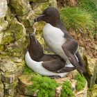 Mating Razorbills