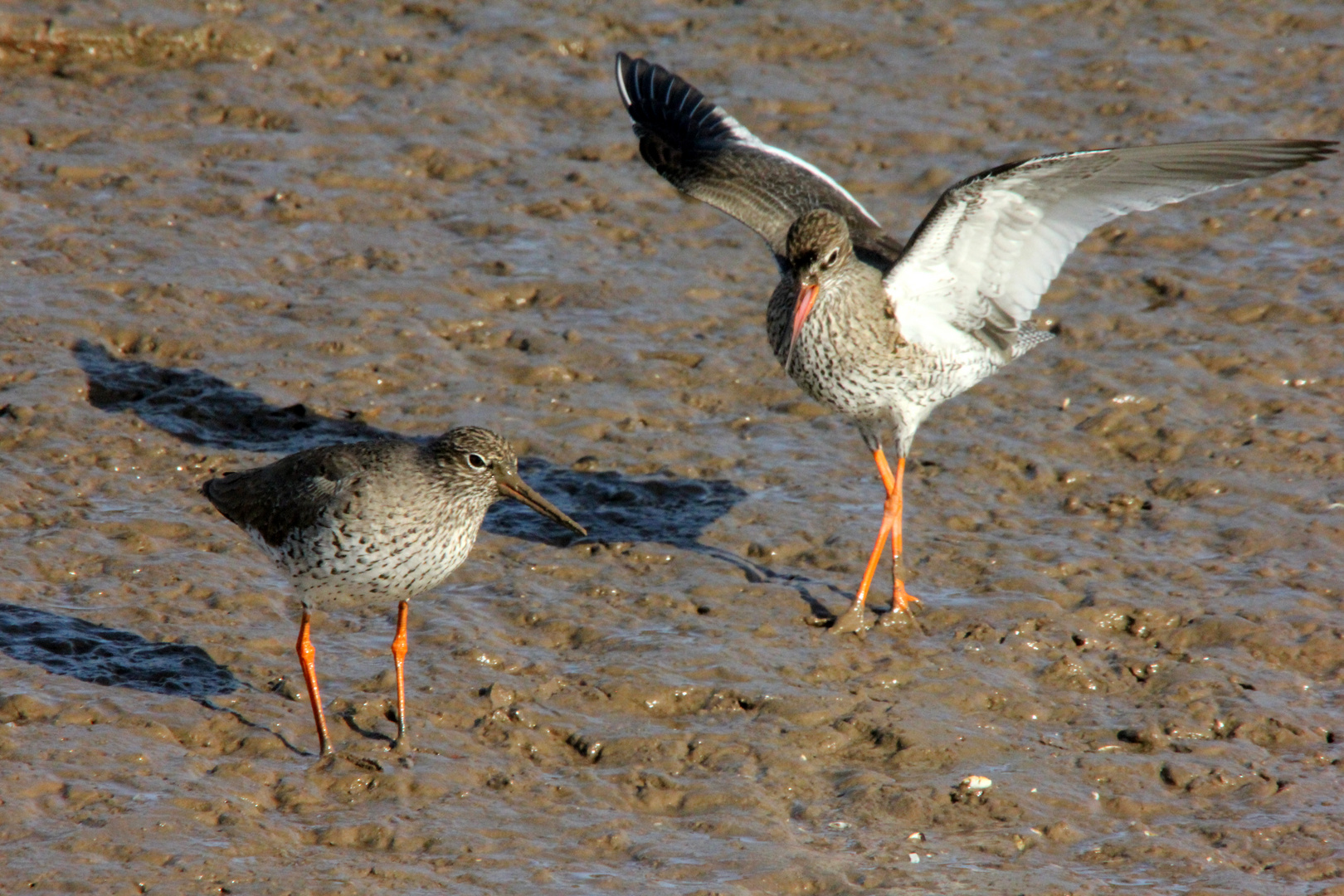 Mating Redshanks