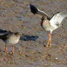 Mating Redshanks