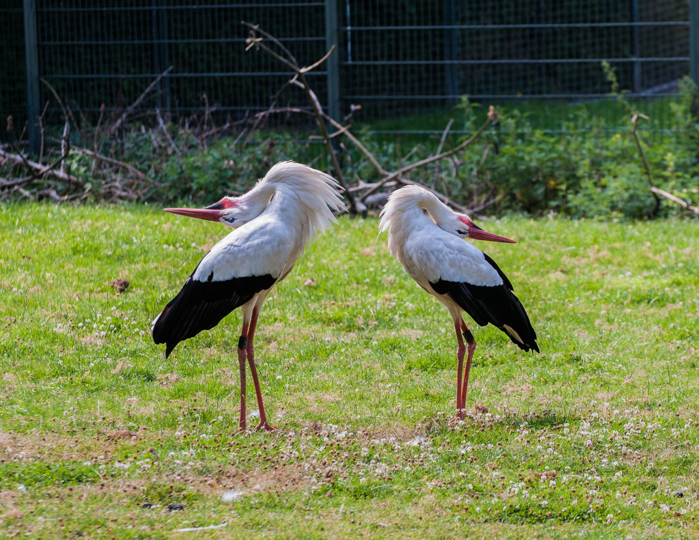 Mating Ritual of Storks